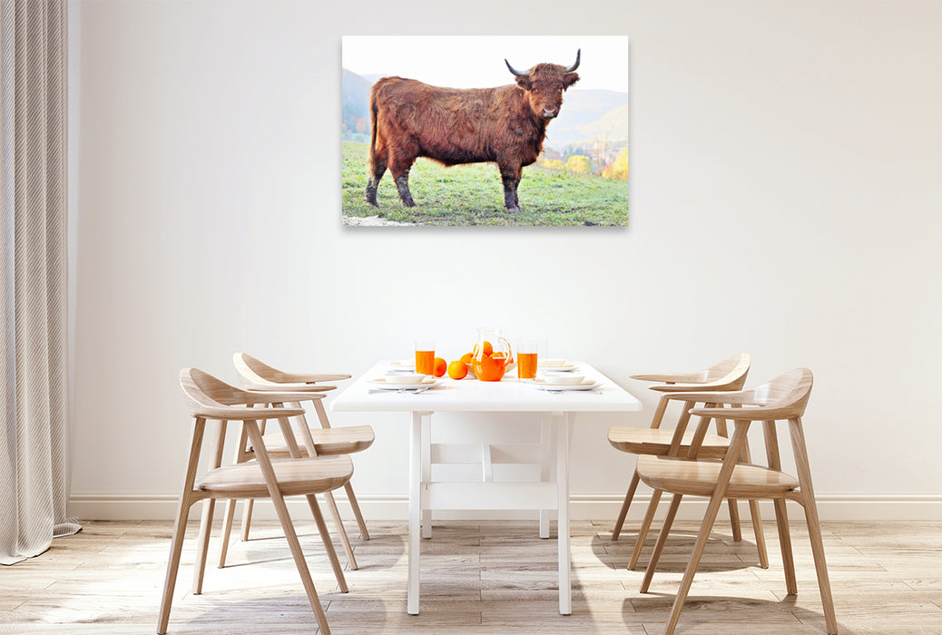 Premium Textil-Leinwand Premium Textil-Leinwand 120 cm x 80 cm quer Ein Motiv aus dem Kalender Highland Cattle, die Hochlandrinder aus Pfeffingen