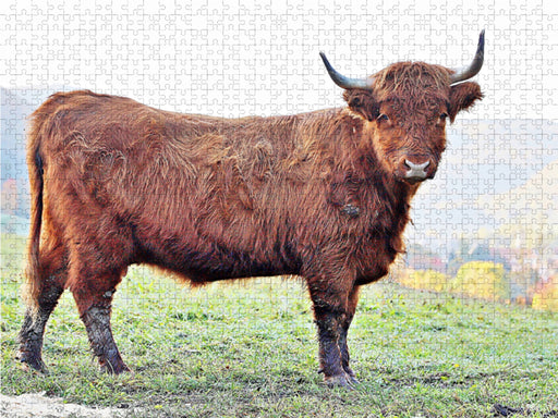 Highland Cattle, die Hochlandrinder aus Pfeffingen - CALVENDO Foto-Puzzle - calvendoverlag 29.99