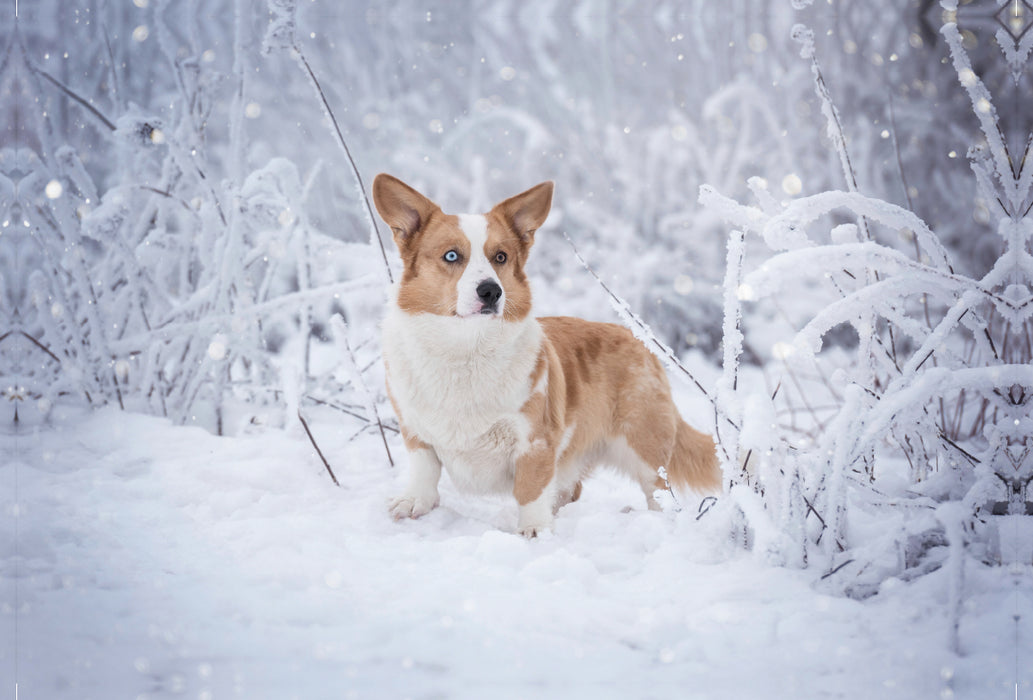 Premium Textil-Leinwand Premium Textil-Leinwand 120 cm x 80 cm quer Welsh Corgi im Schnee