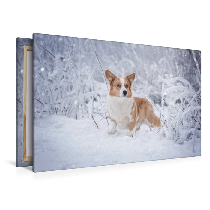 Premium Textil-Leinwand Premium Textil-Leinwand 120 cm x 80 cm quer Welsh Corgi im Schnee