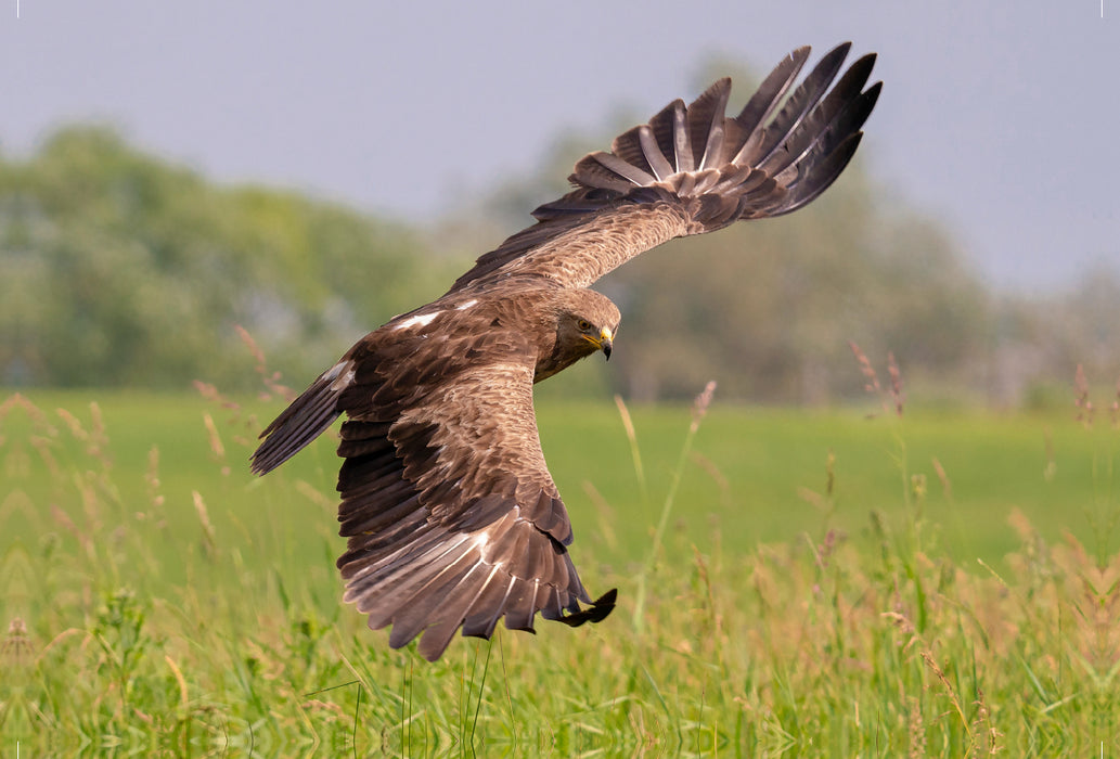 Premium textile canvas Premium textile canvas 120 cm x 80 cm landscape Lesser Spotted Eagle, adult bird approaching 