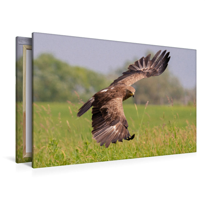 Premium textile canvas Premium textile canvas 120 cm x 80 cm landscape Lesser Spotted Eagle, adult bird approaching 