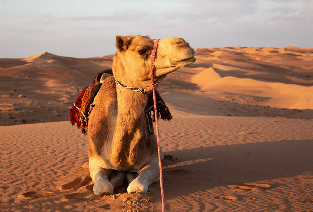 Premium Textil-Leinwand Premium Textil-Leinwand 120 cm x 80 cm quer Ruhendes Kamel in der Wüste, Wahiba Sands