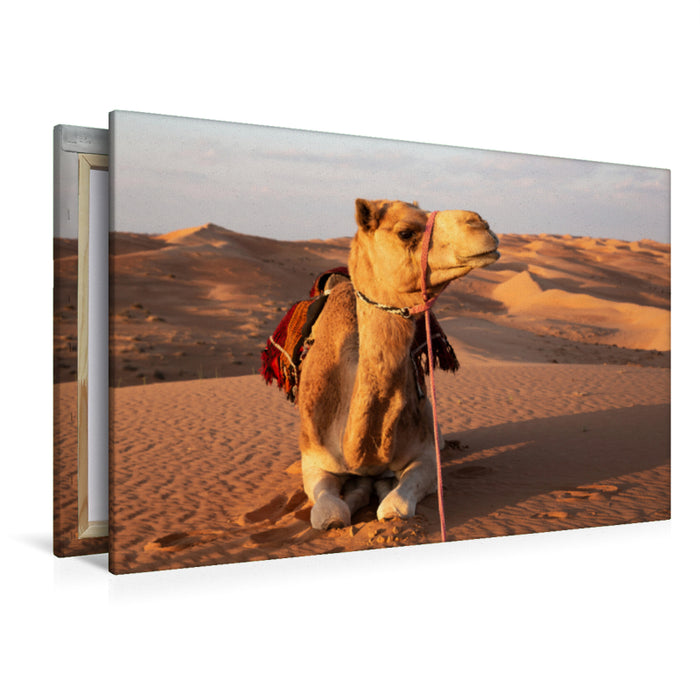 Premium Textil-Leinwand Premium Textil-Leinwand 120 cm x 80 cm quer Ruhendes Kamel in der Wüste, Wahiba Sands