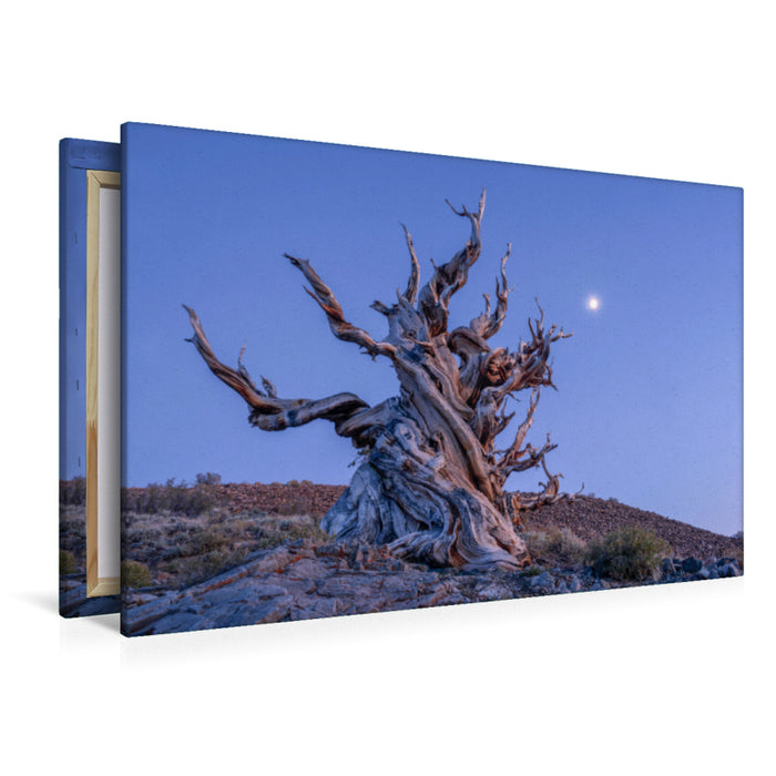 Premium Textile Canvas Premium Textile Canvas 120 cm x 80 cm landscape Bristlecone Pine, Eastern Sierra, California, USA 