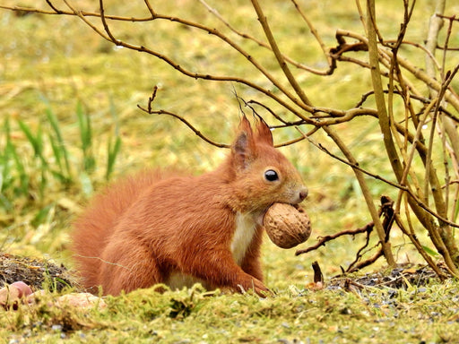 Eichhörnchen mit Walnuss - CALVENDO Foto-Puzzle - calvendoverlag 29.99