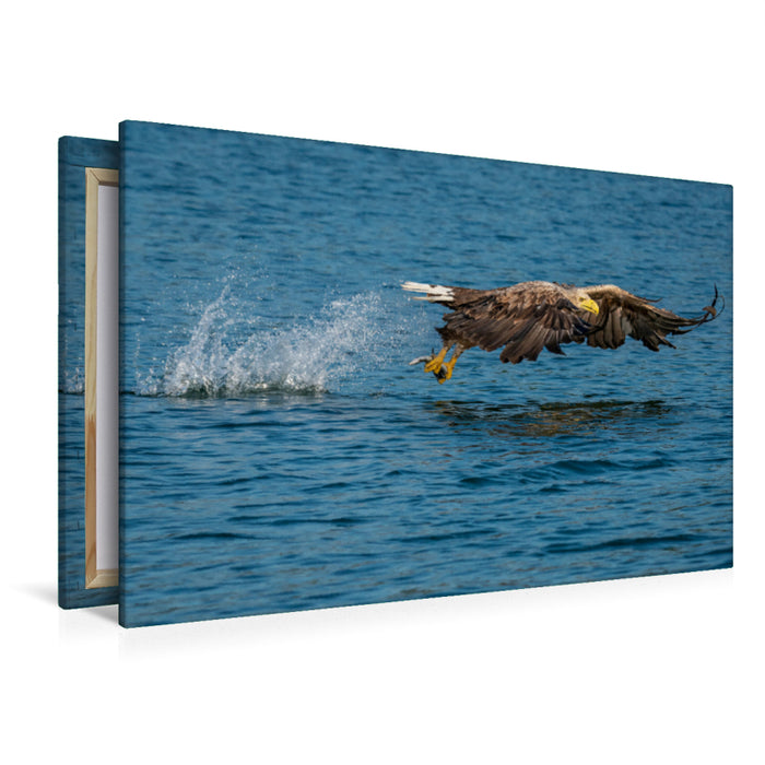 Premium textile canvas Premium textile canvas 120 cm x 80 cm across A motif from the calendar THE SEA EAGLE A portrait of the largest bird of prey in Central Europe 