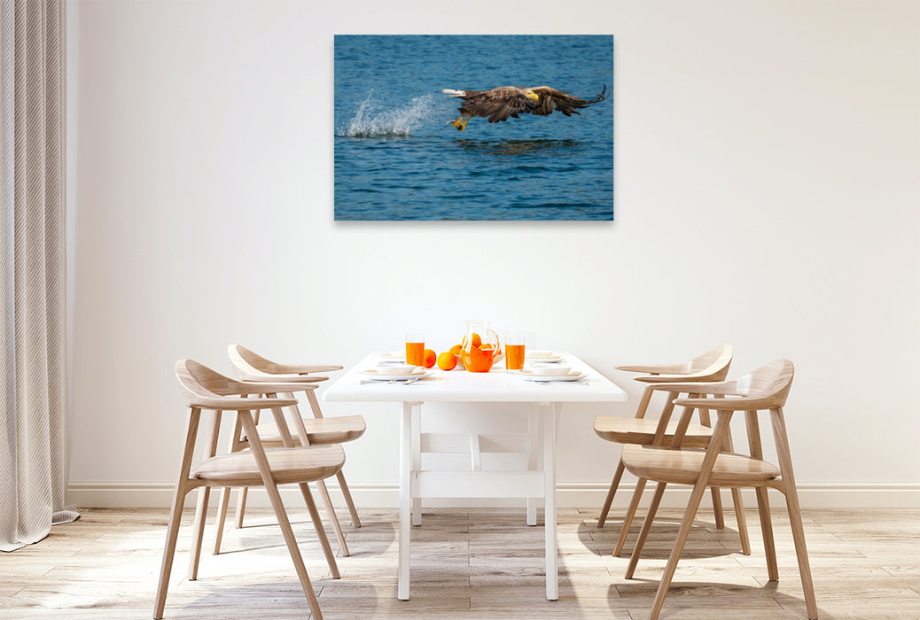 Premium textile canvas Premium textile canvas 120 cm x 80 cm across A motif from the calendar THE SEA EAGLE A portrait of the largest bird of prey in Central Europe 