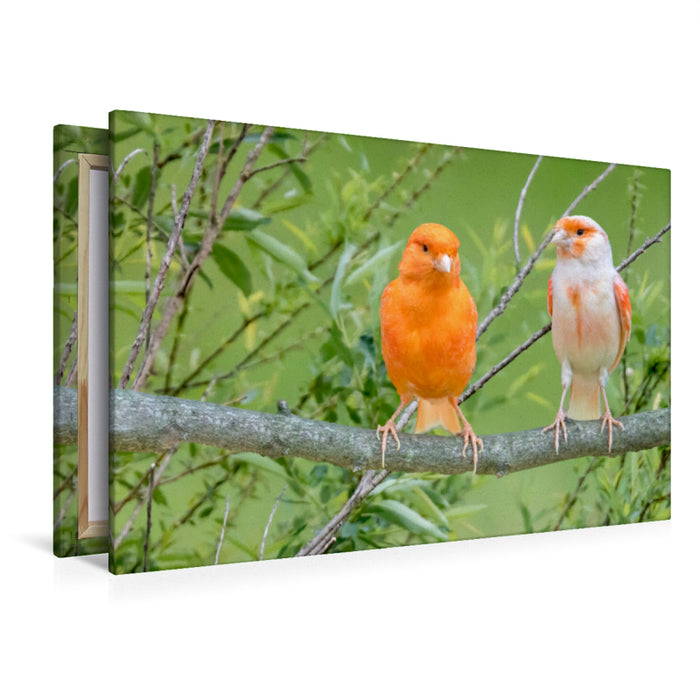 Premium textile canvas Premium textile canvas 120 cm x 80 cm landscape Two canaries 