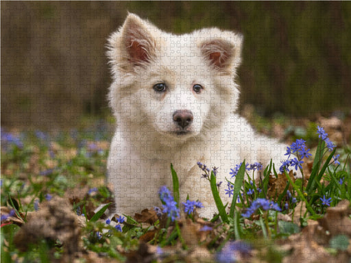 Mein Islandhund - das erste Lebensjahr in Bildern - CALVENDO Foto-Puzzle - calvendoverlag 29.99