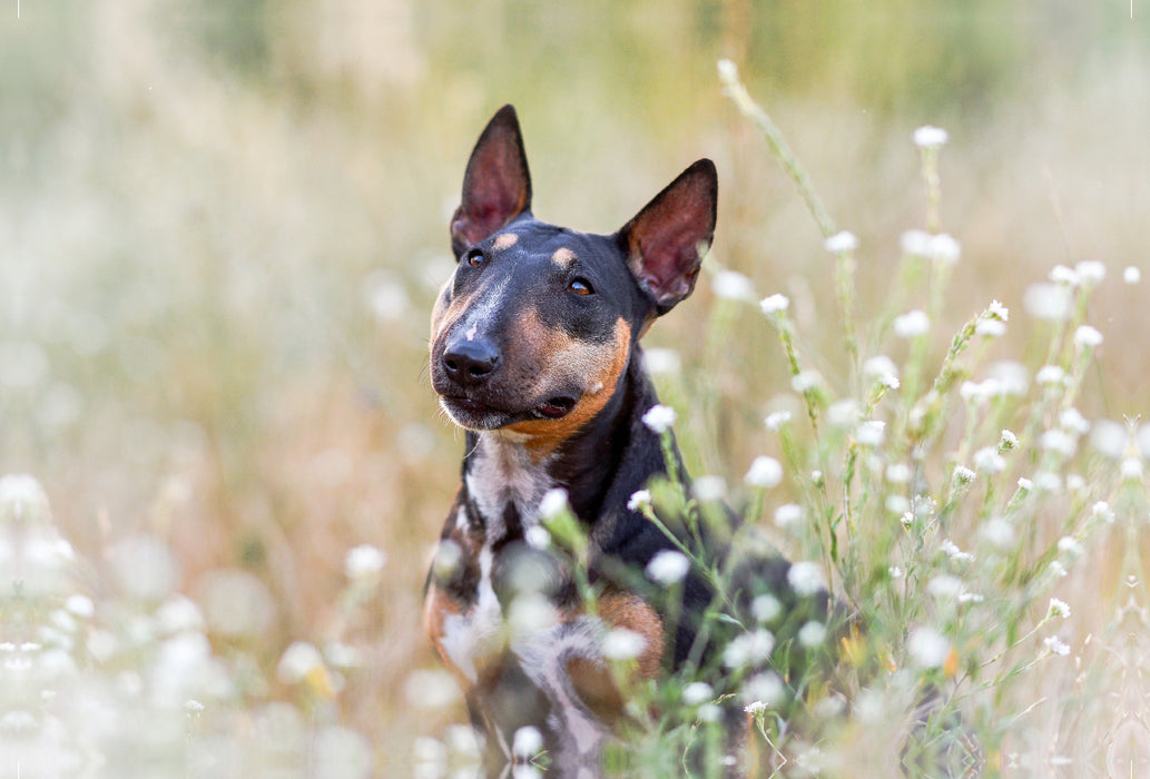 Premium Textil-Leinwand Premium Textil-Leinwand 120 cm x 80 cm quer Bullterrier sitzt in Sommerblümchen