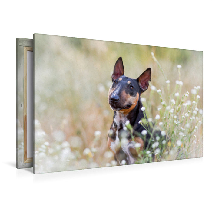 Premium Textil-Leinwand Premium Textil-Leinwand 120 cm x 80 cm quer Bullterrier sitzt in Sommerblümchen