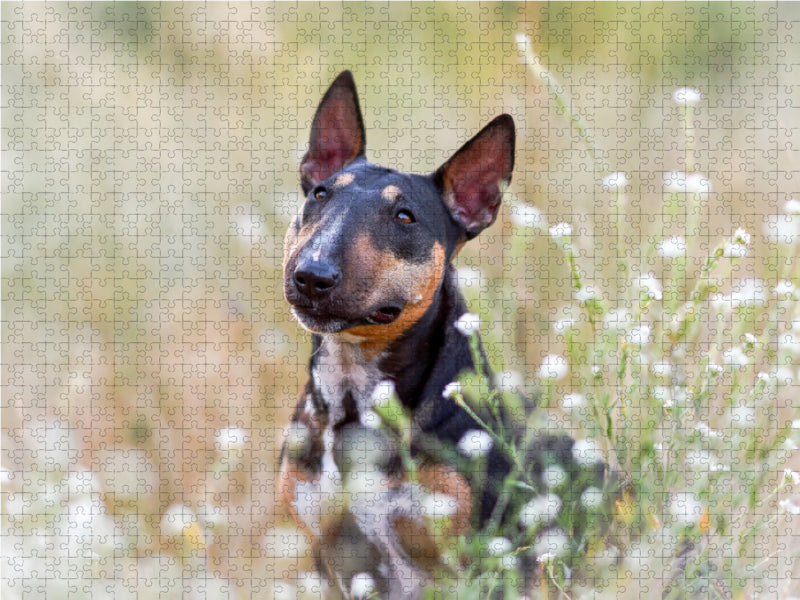 Bullterrier sitzt in Sommerblümchen - CALVENDO Foto-Puzzle - calvendoverlag 29.99