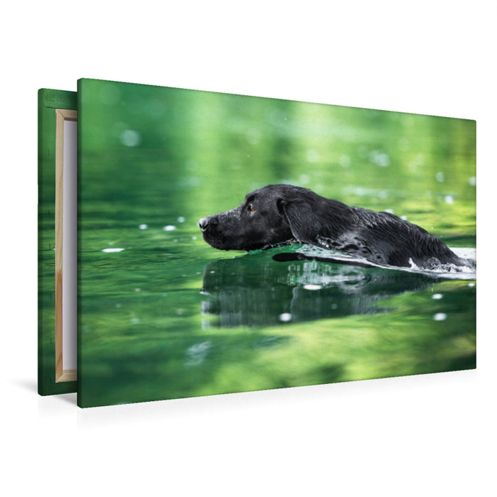 Premium Textil-Leinwand Premium Textil-Leinwand 120 cm x 80 cm quer Schwarzer Labrador schwimmt im Wasser