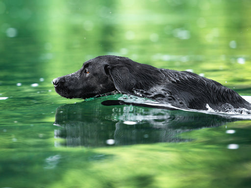 Schwarzer Labrador schwimmt im Wasser - CALVENDO Foto-Puzzle - calvendoverlag 29.99