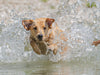 Gelber Labrador Action am Wasser - CALVENDO Foto-Puzzle - calvendoverlag 29.99