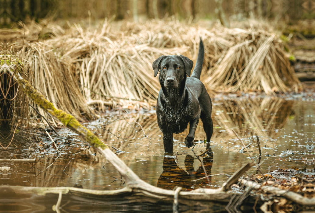 Premium Textil-Leinwand Premium Textil-Leinwand 120 cm x 80 cm quer Schwarzer Labrador seht im Wasser im Schilf