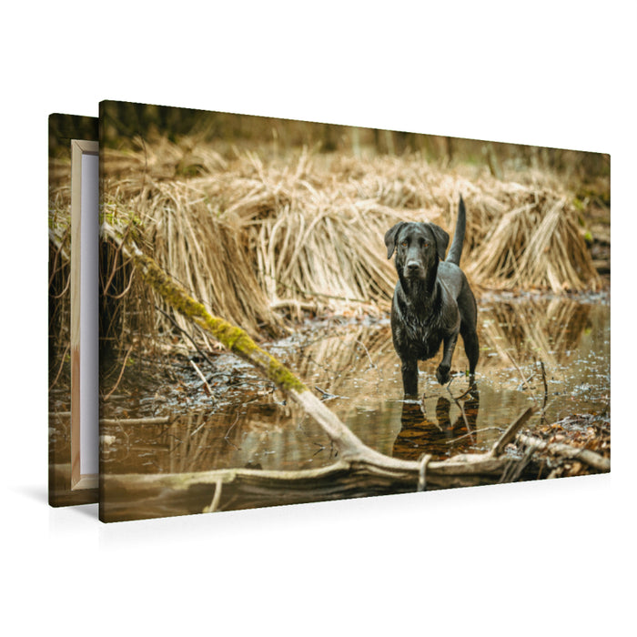 Premium Textil-Leinwand Premium Textil-Leinwand 120 cm x 80 cm quer Schwarzer Labrador seht im Wasser im Schilf