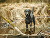 Schwarzer Labrador seht im Wasser im Schilf - CALVENDO Foto-Puzzle - calvendoverlag 29.99