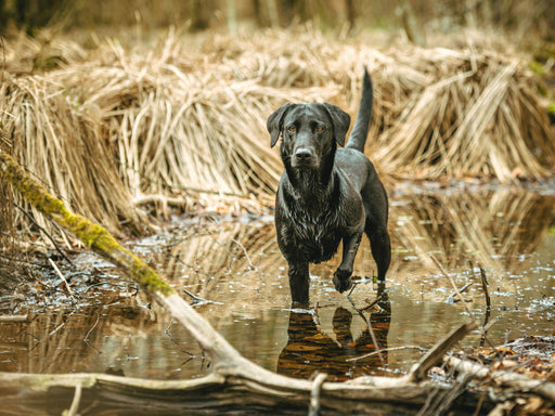 Schwarzer Labrador seht im Wasser im Schilf - CALVENDO Foto-Puzzle - calvendoverlag 29.99