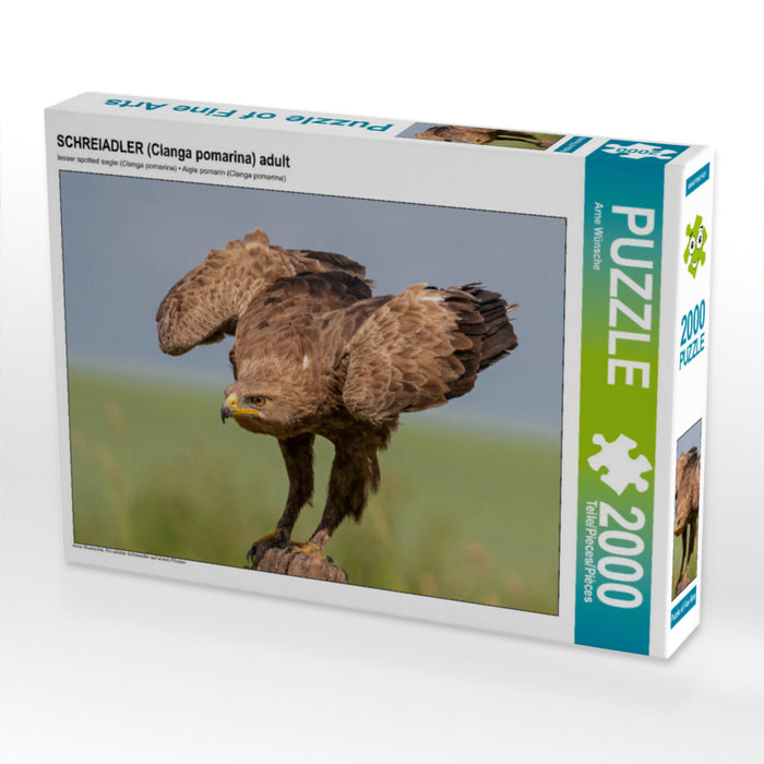 AIGLE POCHETÉ (Clanga pomarina) adulte - Puzzle photo CALVENDO 