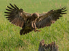 Heimische GREIFVÖGEL Adler Milan Bussard Weihe Sperber - CALVENDO Foto-Puzzle - calvendoverlag 29.99