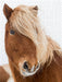 langer Pony - CALVENDO Foto-Puzzle - calvendoverlag 39.99