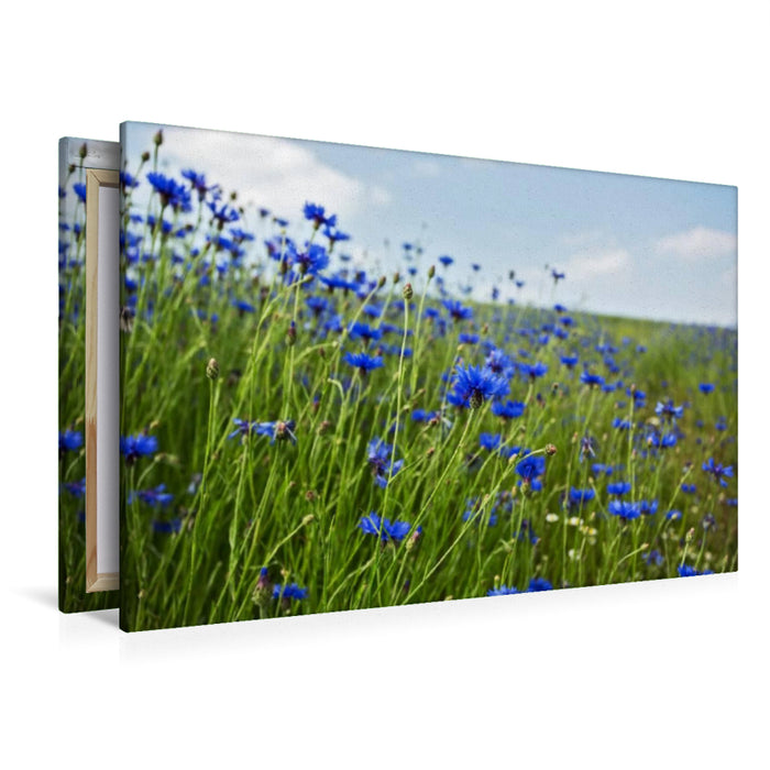 Premium Textil-Leinwand Premium Textil-Leinwand 120 cm x 80 cm quer Kornblumen -  Faszination in Blau