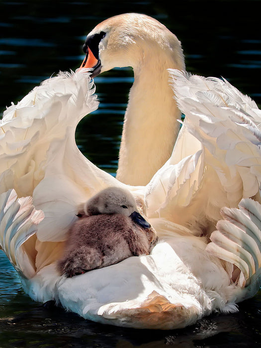 Schwäne, Mutterliebe - CALVENDO Foto-Puzzle - calvendoverlag 29.99