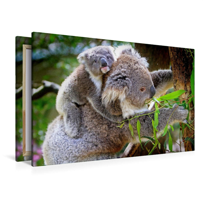 Premium Textil-Leinwand Premium Textil-Leinwand 120 cm x 80 cm quer Koalabär mit Baby