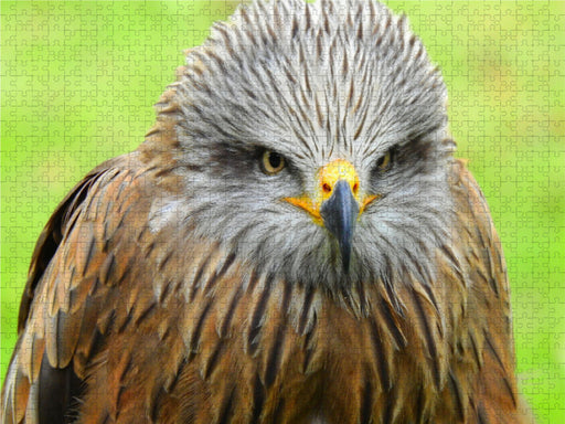 Adler - CALVENDO Foto-Puzzle - calvendoverlag 29.99