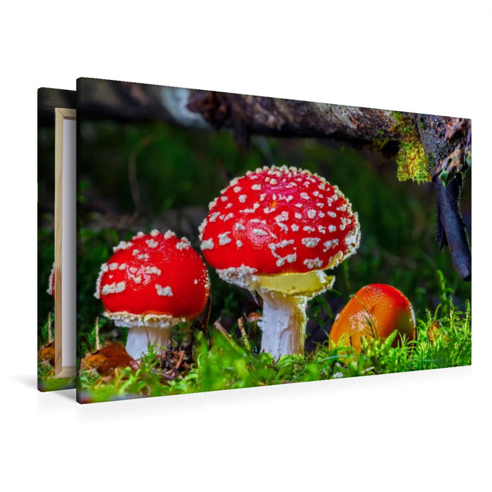 Premium Textil-Leinwand Premium Textil-Leinwand 120 cm x 80 cm quer Fliegenpilz (Amanita muscaria)