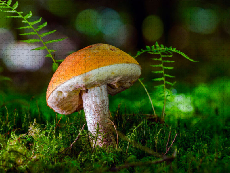 Birkenpilz (Leccinum scabrum) - CALVENDO Foto-Puzzle - calvendoverlag 29.99