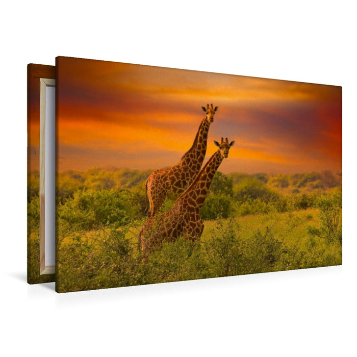 Premium Textil-Leinwand Premium Textil-Leinwand 120 cm x 80 cm quer Giraffen in Kenia
