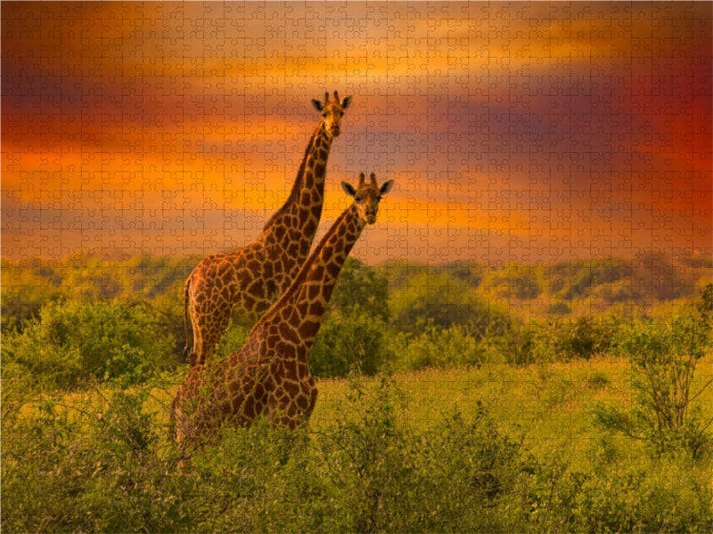 Giraffen in Kenia - CALVENDO Foto-Puzzle - calvendoverlag 29.99