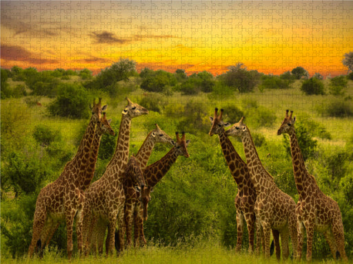 Giraffenversamlung - CALVENDO Foto-Puzzle - calvendoverlag 29.99