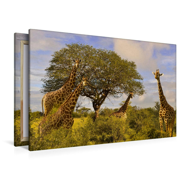 Premium Textil-Leinwand Premium Textil-Leinwand 120 cm x 80 cm quer Giraffenherde an einem Baum