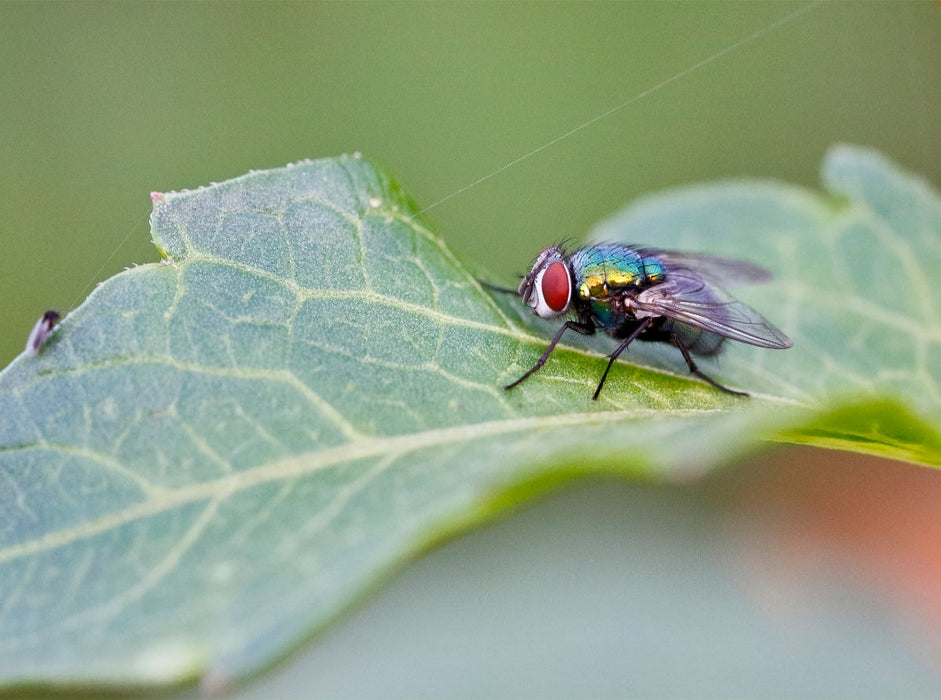 Lucilia sericata - CALVENDO Foto-Puzzle - calvendoverlag 39.99