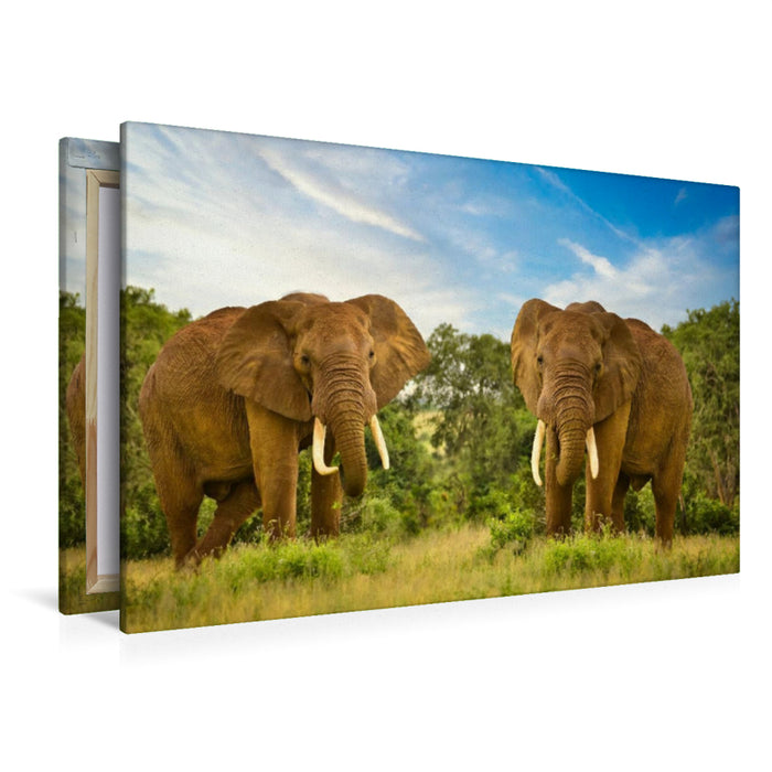 Premium Textil-Leinwand Premium Textil-Leinwand 120 cm x 80 cm quer Zwei Elefanten