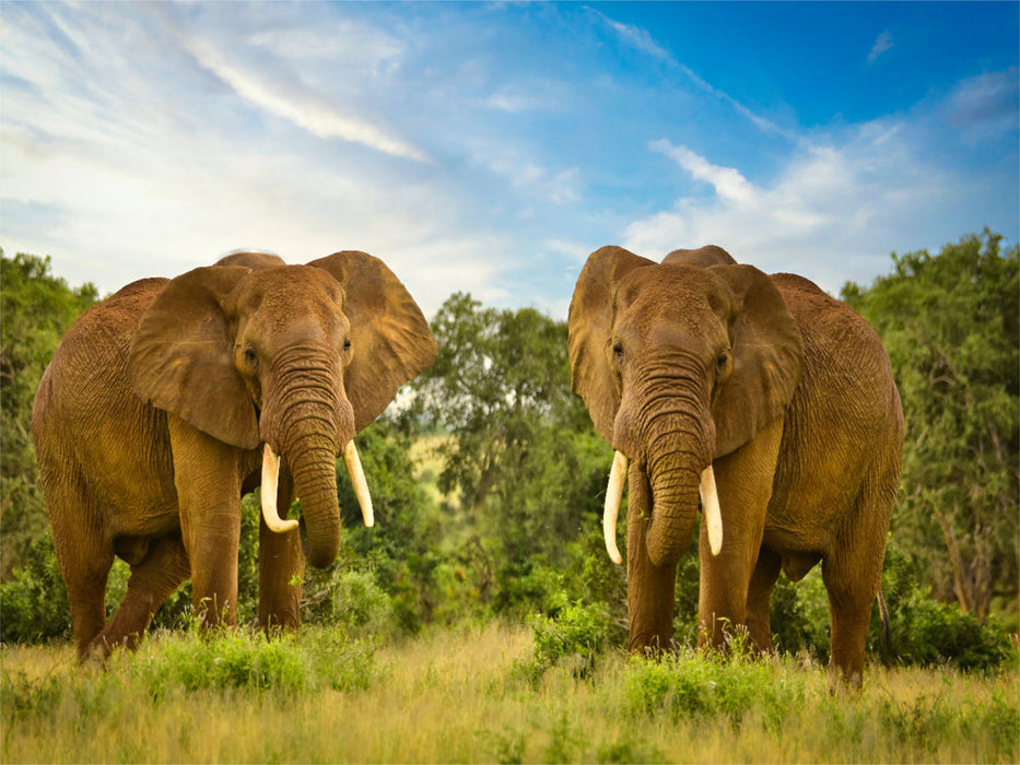 Zwei Elefanten - CALVENDO Foto-Puzzle - calvendoverlag 29.99