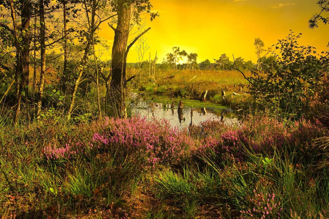 Premium textile canvas Premium textile canvas 120 cm x 80 cm landscape Pietzmoor heath landscape 