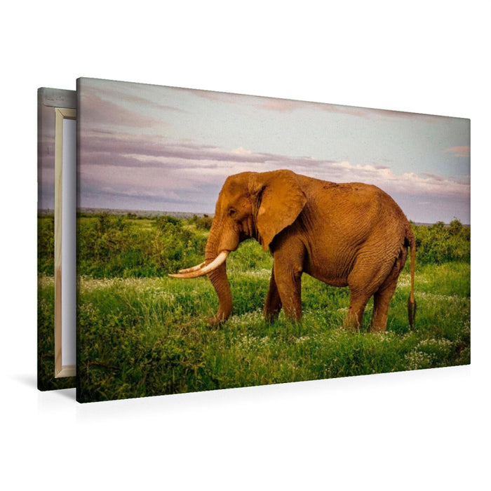 Premium Textil-Leinwand Premium Textil-Leinwand 120 cm x 80 cm quer Elefant in der Savanne