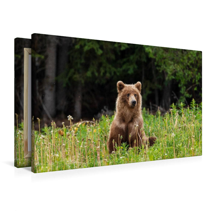 Premium textile canvas Premium textile canvas 90 cm x 60 cm landscape grizzly bear 