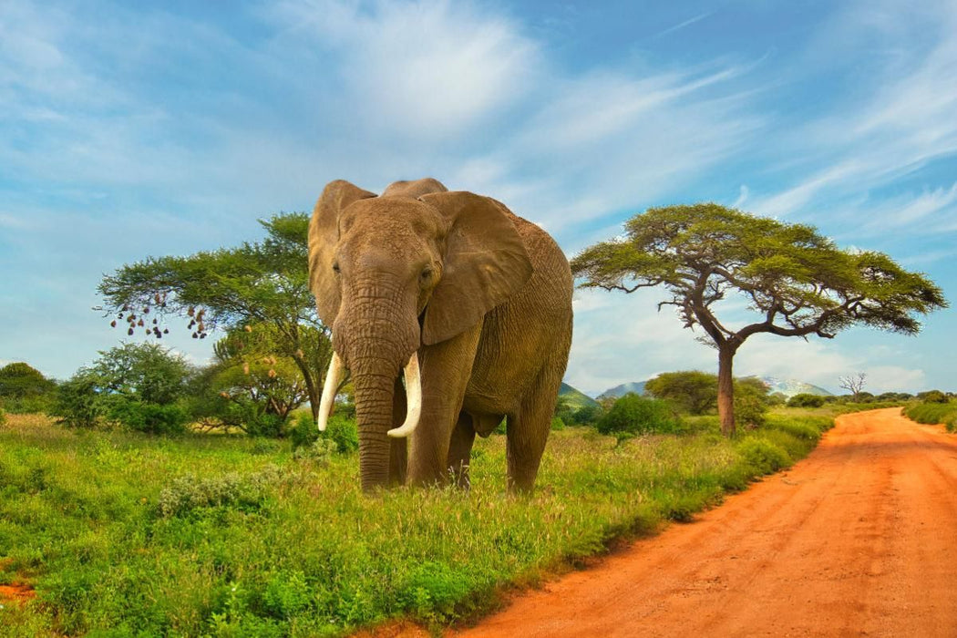 Premium textile canvas Premium textile canvas 120 cm x 80 cm landscape Elephant on the wayside 