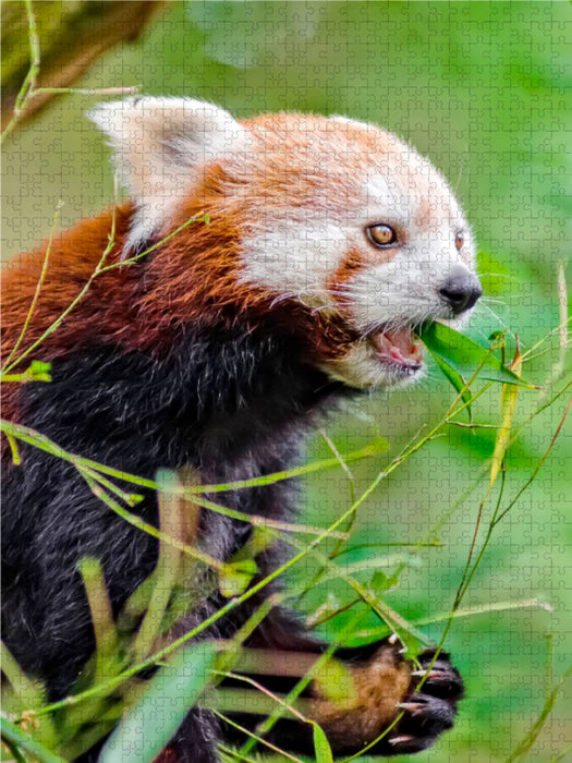 Roter Panda - CALVENDO Foto-Puzzle - calvendoverlag 29.99