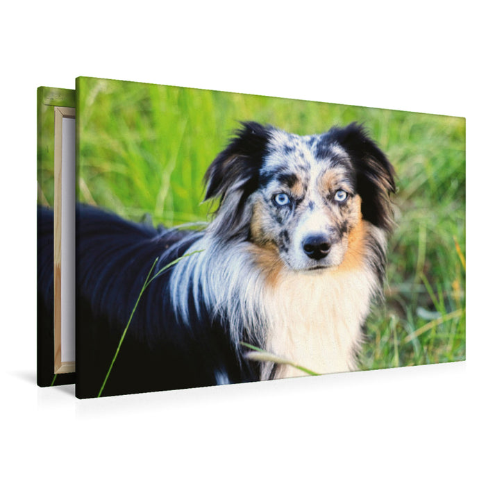 Premium Textil-Leinwand Premium Textil-Leinwand 120 cm x 80 cm quer Mini Australian Shepherd