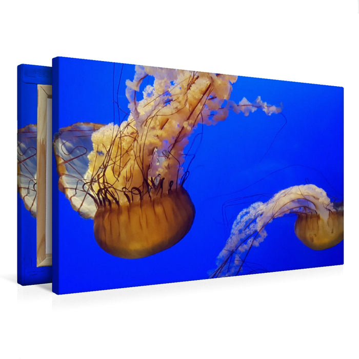 Premium textile canvas Premium textile canvas 75 cm x 50 cm landscape jellyfish, Florida, United States of America 