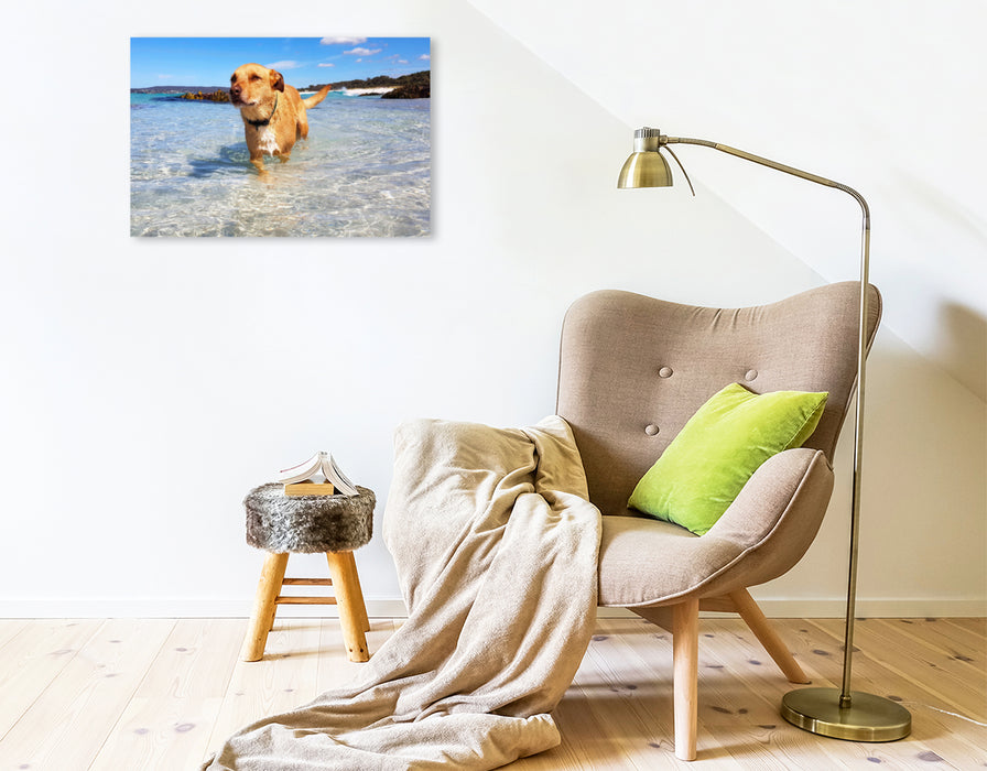 Premium textile canvas Premium textile canvas 75 cm x 50 cm landscape Bathing dog in the Bay of Fires, Tasmania, Australia 