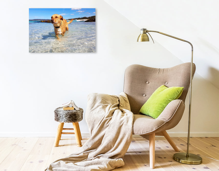 Premium Textil-Leinwand Premium Textil-Leinwand 75 cm x 50 cm quer Badender Hund in der Bay of Fires, Tasmanien, Australien