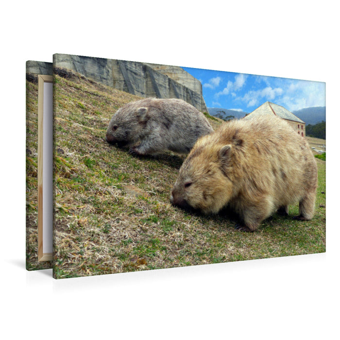 Premium Textil-Leinwand Premium Textil-Leinwand 120 cm x 80 cm quer Wombats auf Maria Island, Australien